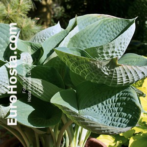 Hosta Abiqua Drinking Gourd - Eurohosta