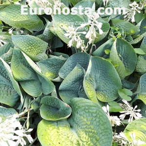 Hosta Abiqua Drinking Gourd