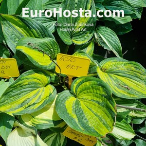 Hosta Acid Art