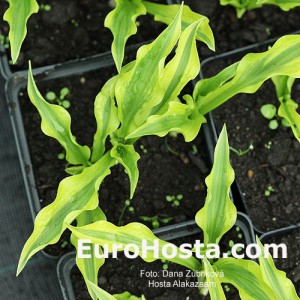 Hosta Alakazaam - Eurohosta