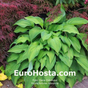 Hosta Albopicta - Eurohosta