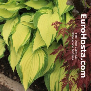 Hosta Albopicta - Eurohosta