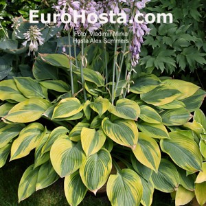 Hosta Alex Summer - Eurohosta