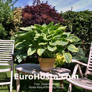 Hosta Alex Summer - Eurohosta