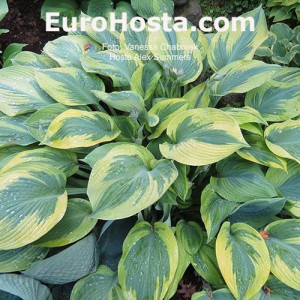 Hosta Alex Summer - Eurohosta