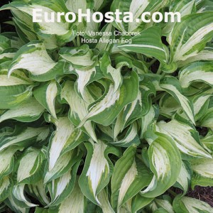 Hosta Allegan Fog - Eurohosta