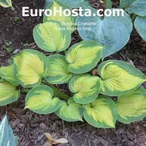 Hosta Alligator Alley - Eurohosta