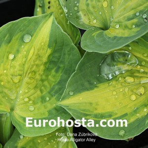 Hosta Alligator Alley - Eurohosta