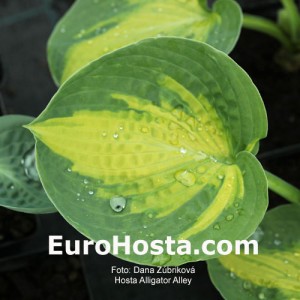 Hosta Alligator Alley - Eurohosta