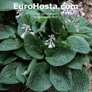 hosta Alligator Rock