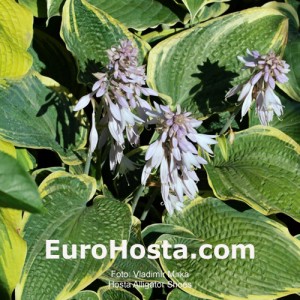 Hosta Alligator Shoes - Eurohosta