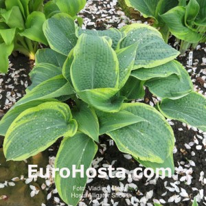 Hosta Alligator Shoes - Eurohosta