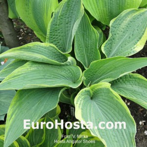 Hosta Alligator Shoes - Eurohosta