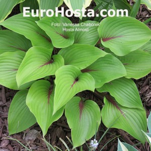 Hosta Almost