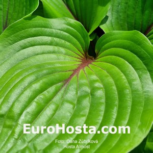 Hosta Almost