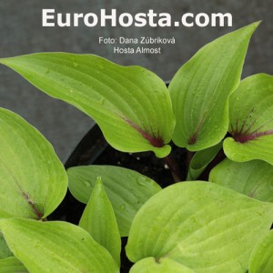 Hosta Almost