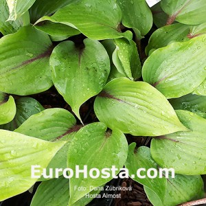 Hosta Almost