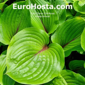 Hosta Almost