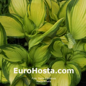 Hosta Amalia