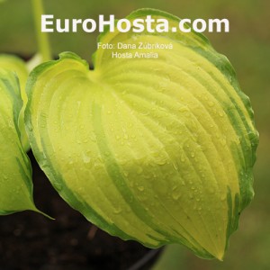 Hosta Amalia