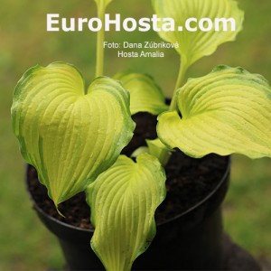 Hosta Amalia