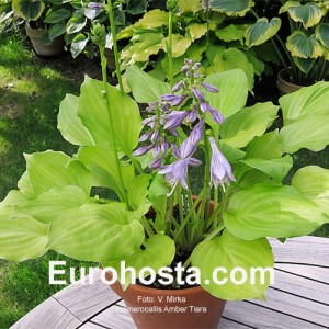 Hosta Amber Tiara