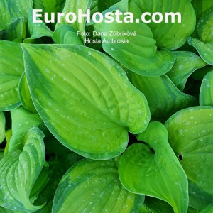 Hosta Ambrosia