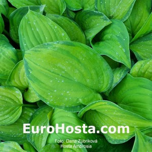 Hosta Ambrosia