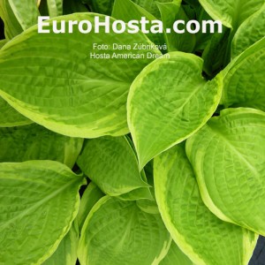 Hosta American Dream - Eurohosta