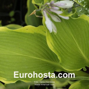 Hosta American Icon - Eurohosta