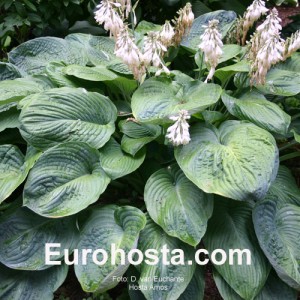 Hosta Amos