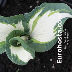 Hosta Andrew - Eurohosta