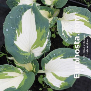 Hosta Andrew - Eurohosta