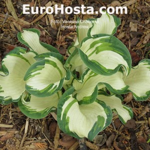 Hosta Andrew - Eurohosta