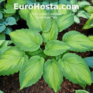 Hosta Angel Falls