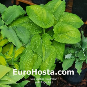 Hosta Angel Falls