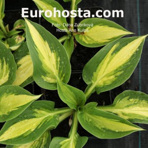 Hosta Ann Kulpa - Eurohosta