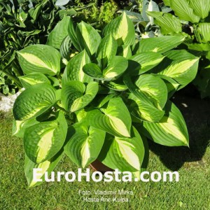 Hosta Ann Kulpa - Eurohosta