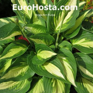 Hosta Ann Kulpa - Eurohosta