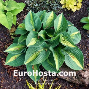 Hosta Ann Kulpa - Eurohosta