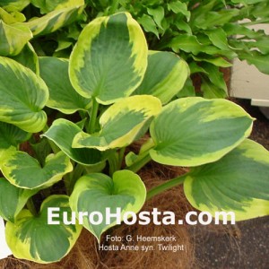 Hosta Anne syn. Twilight - Eurohosta