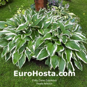 Hosta Antioch - Eurohosta