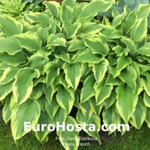 Hosta Antioch - Eurohosta