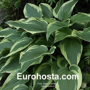 Hosta Antioch - Eurohosta