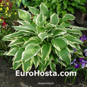 Hosta Antioch - Eurohosta