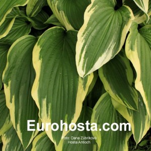 Hosta Antioch - Eurohosta