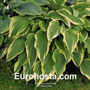 Hosta Antioch - Eurohosta