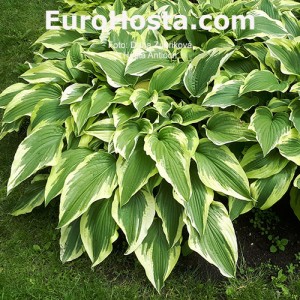 Hosta Antioch - Eurohosta