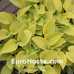 Hosta Apple Candy