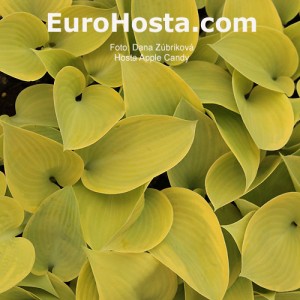 Hosta Apple Candy